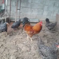 خروس|حیوانات مزرعه|اردبیل, |دیوار