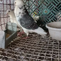 چند جفت کبوتر پرشی همه چیز تمام