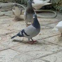 جفت پلاکی درشت
