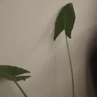 گل بابا ادم