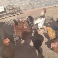 مرغ جوان