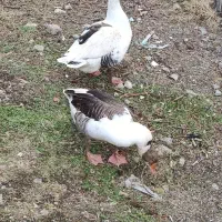 غاز محلی|حیوانات مزرعه|شیروان (خراسان), |دیوار