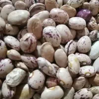 لوبیا چیتی تمیز  خوش طعم ولعاب دار سرحد طسوج