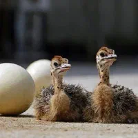 جوجه یک روزه شتر مرغ