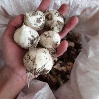 موسیر..لیز|خوردنی و آشامیدنی|ازنا, |دیوار