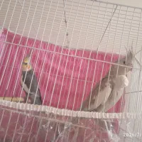 عروس هلندی