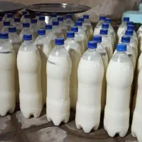 دوغ گاو تازه رو تمیز و خوشمزه