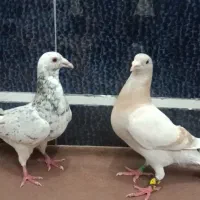 کفتر کبوتر سوسنی و سرور