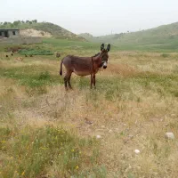 خر نر ( یکسال)