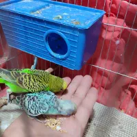 سه عدد جوجه عروس هلندی ویک جفت مرغ عشق