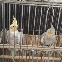 عروس هلندی جفت