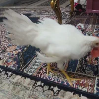 خروس