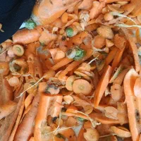 سرو ته هویج برای دام