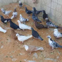 دورگ و  رنگی ۳۰ تا سری ۲۵۰ مقطوع