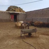 به یک نفر چوپان نیازمندم