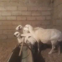 میش زاییده درجه یک