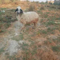 گوسفند