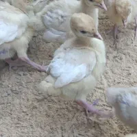 فروش جوجه بوقلمون بیوتی ۶