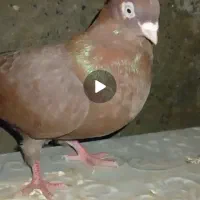 کبوتر|پرنده|ملکان, |دیوار