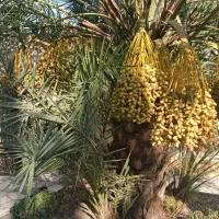 نخل  پا جوش برای فروش