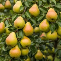 گیلاس|خدمات باغبانی و درختکاری|کرج, شهرک نهال و بذر|دیوار