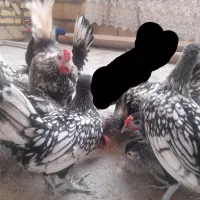 جوجه مینیاتوری سبرایت