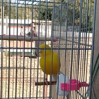 قناری نروماده فروشی