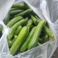 فروش خیارسبزنول