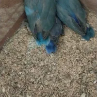 طوطی برزیلی