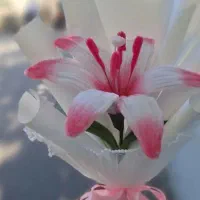 انواع گل های لیلیوم، لاله