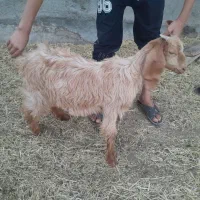 چهارتا بز ماده دجیجه