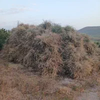 علف یونجه دستی،