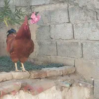 مرغ خروس