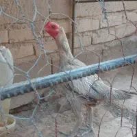 مرغ ماده چابهاری