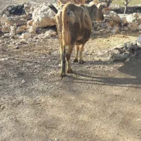 فروش گاو و گوساله