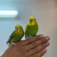 مرغ عشق رام