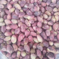 پخش انواع پسته تر امسالی فروش عمده و خرده