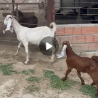 یه راس بز پاکستانی به همراه بزغاله