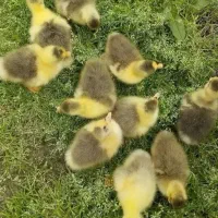 جوجه غو غاز ۷روزه