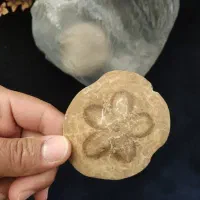 تعداد دو عدد فسیل