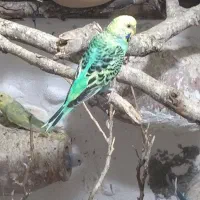 مرغ عشق ماده معاوضعه