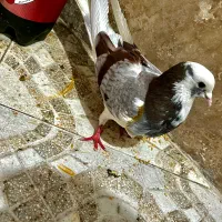 کبوتر شازده