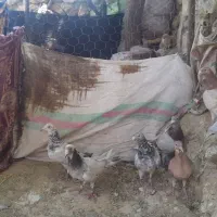 کبوتر المانی