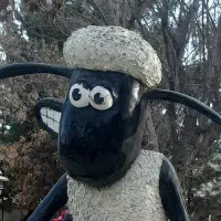 پشم گوسفندی