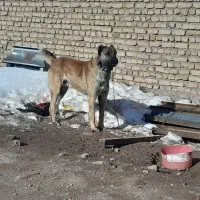 سگ ..