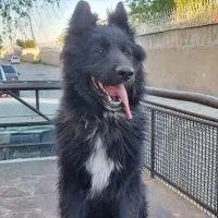 سگ ژرمن بلک نر ۱۸ ماهه