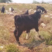بز عید قربان
