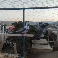 کبوتر