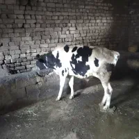 فروش گوساله نر