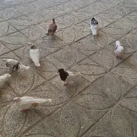 کبوتر